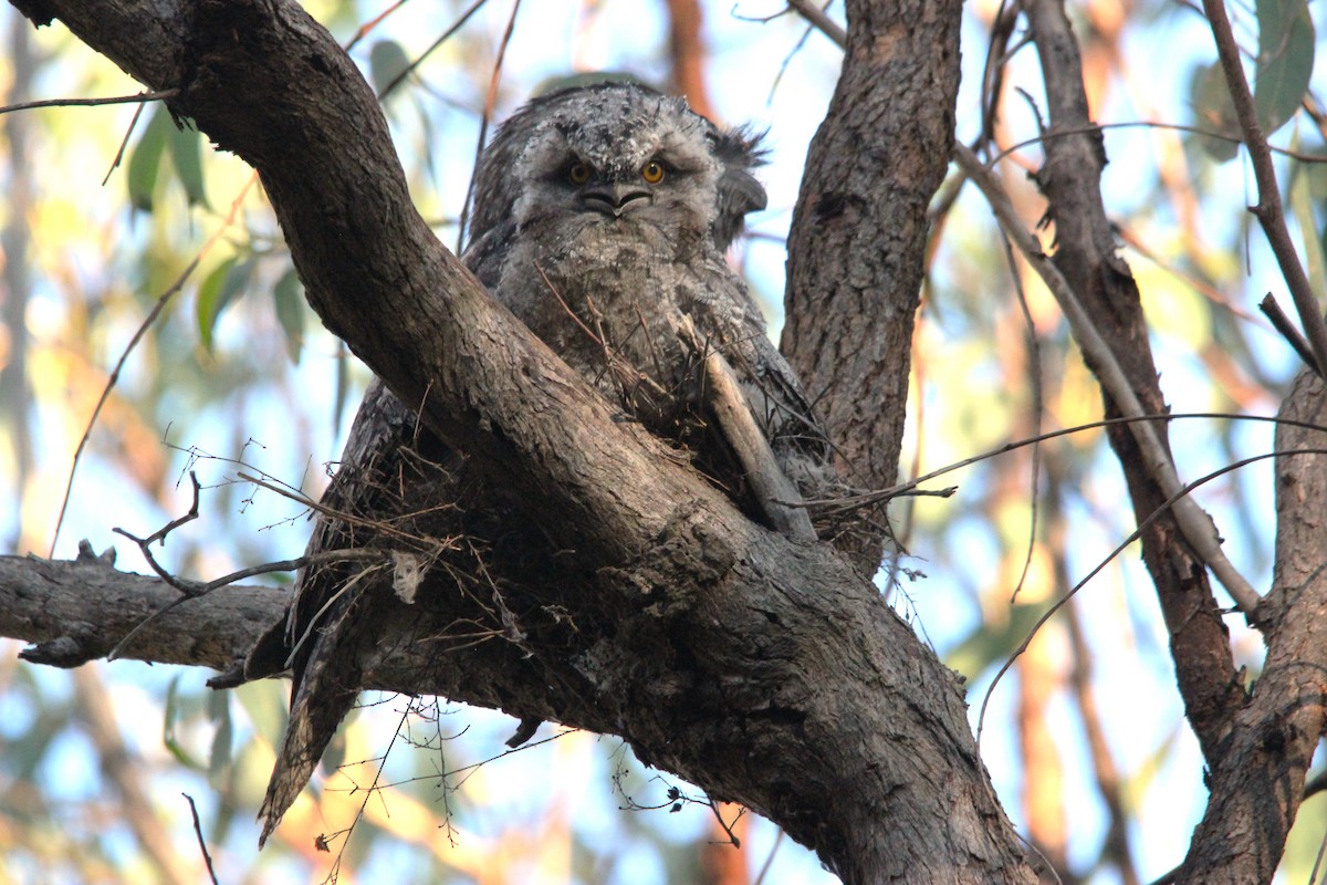 Avustralya Kocaağzı - ML644693223