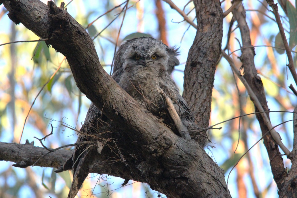 Avustralya Kocaağzı - ML644693224