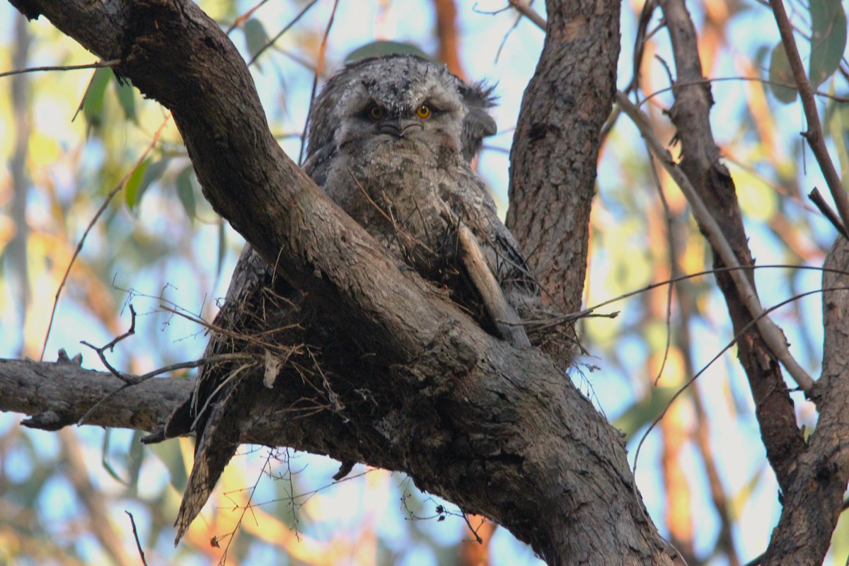 Avustralya Kocaağzı - ML644693225