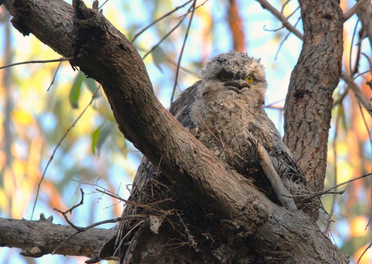 Avustralya Kocaağzı - ML644693226