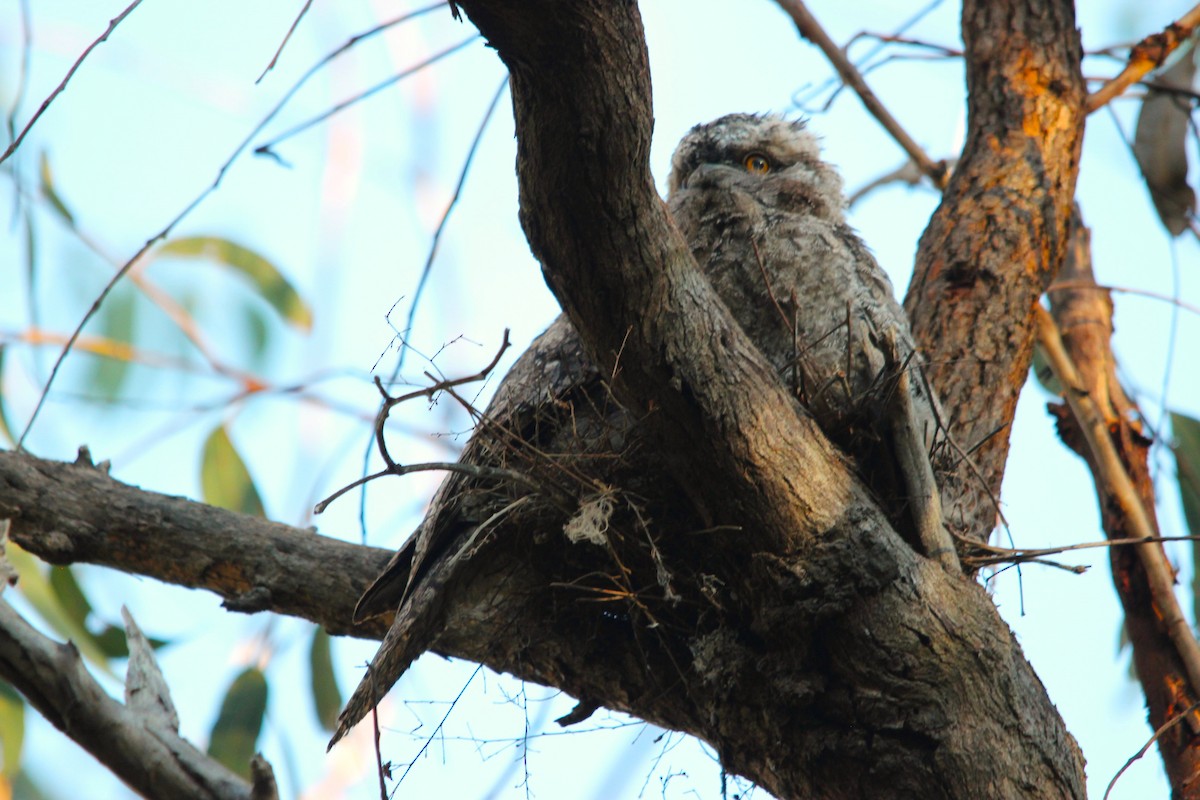 Avustralya Kocaağzı - ML644693229