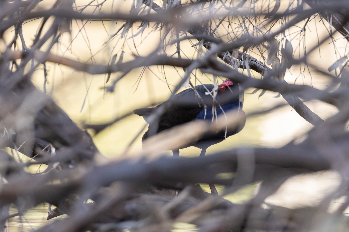 オーストラリアセイケイ - ML644693243