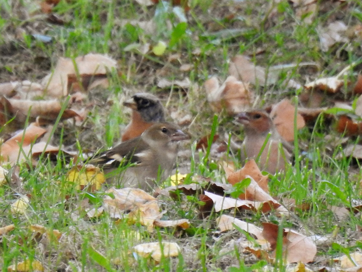 Алаг бужирга - ML644693244