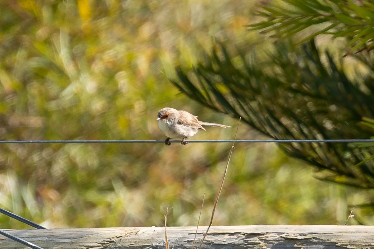 Superb Fairywren - ML644693264