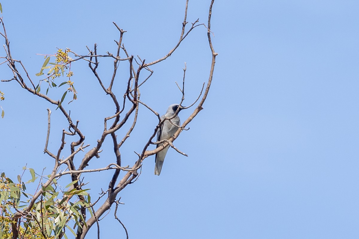Black-faced Cuckooshrike - ML644693273