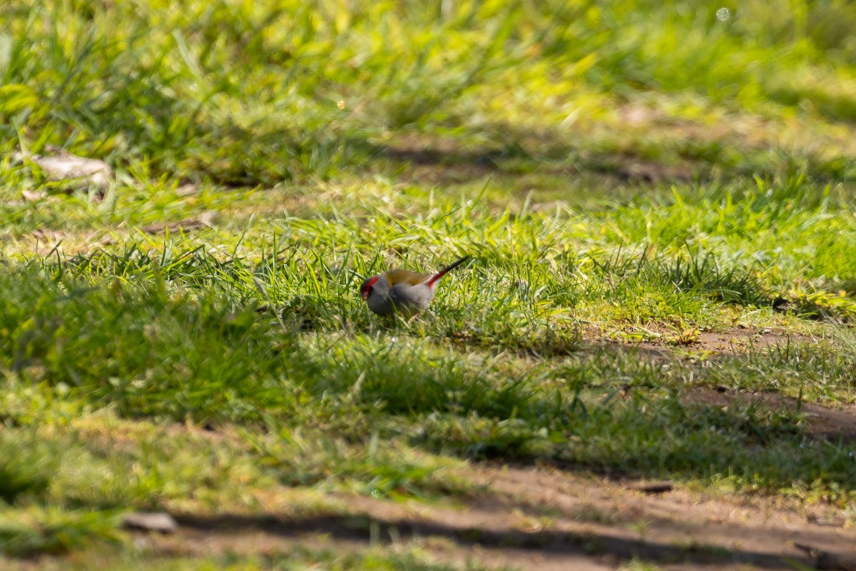 Red-browed Firetail - ML644693276