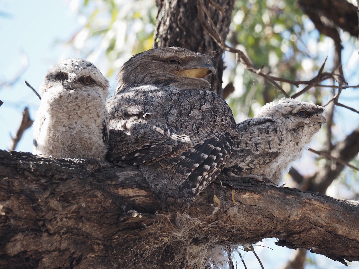 Avustralya Kocaağzı - ML644693279