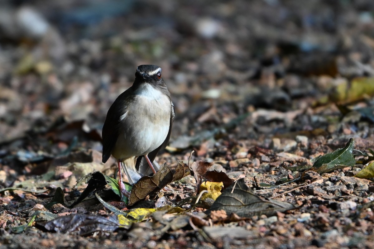 Brown-chested Alethe - ML644693290