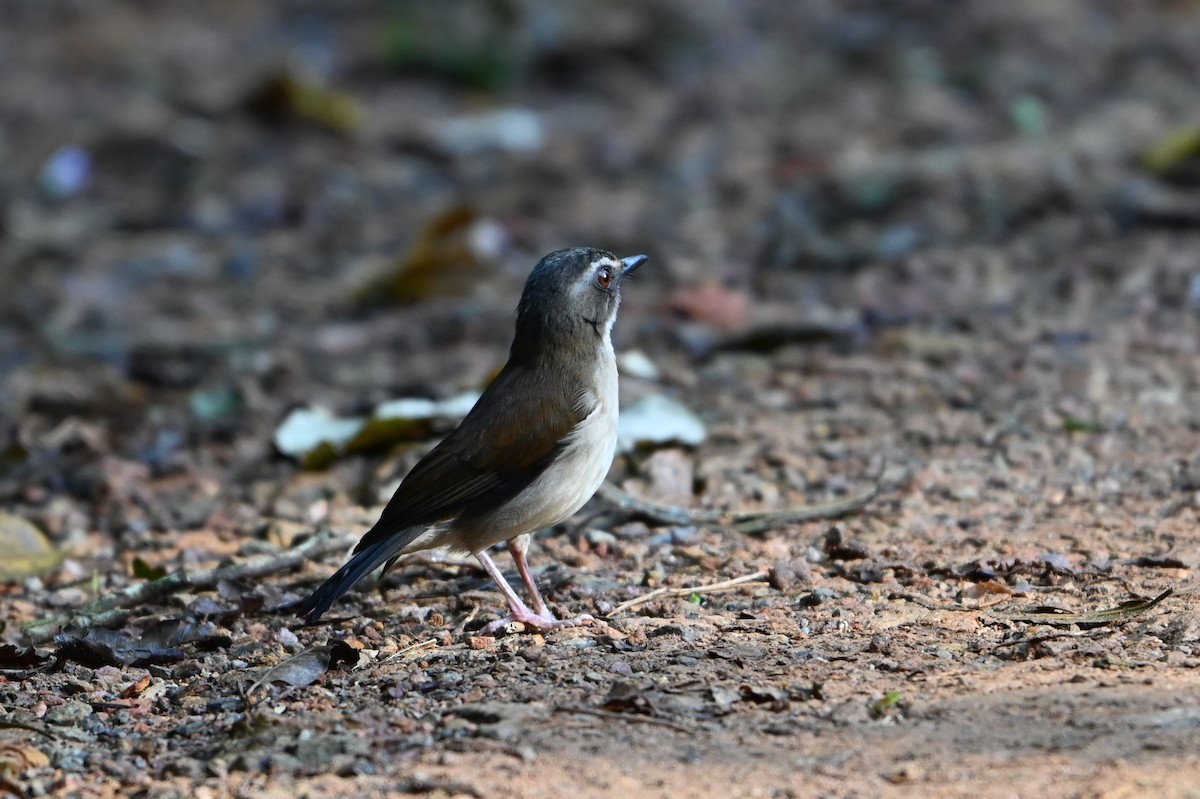 Brown-chested Alethe - ML644693291