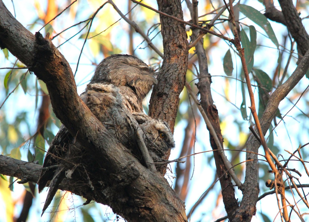 Avustralya Kocaağzı - ML644693295