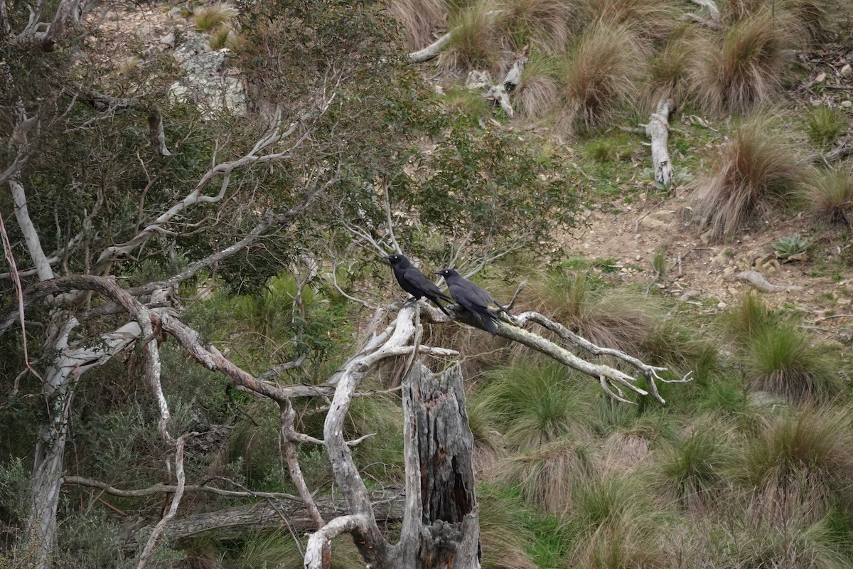 Little Raven - ML644693301