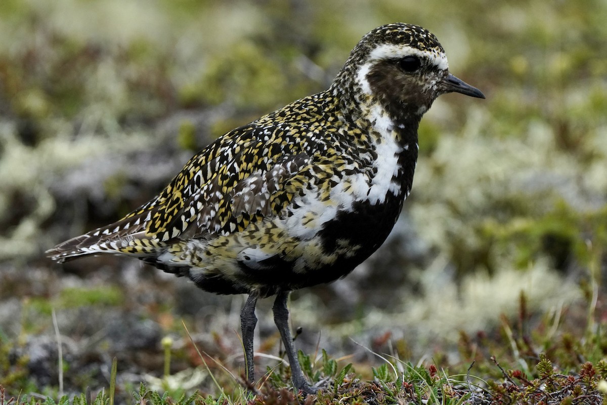 European Golden-Plover - ML644693311