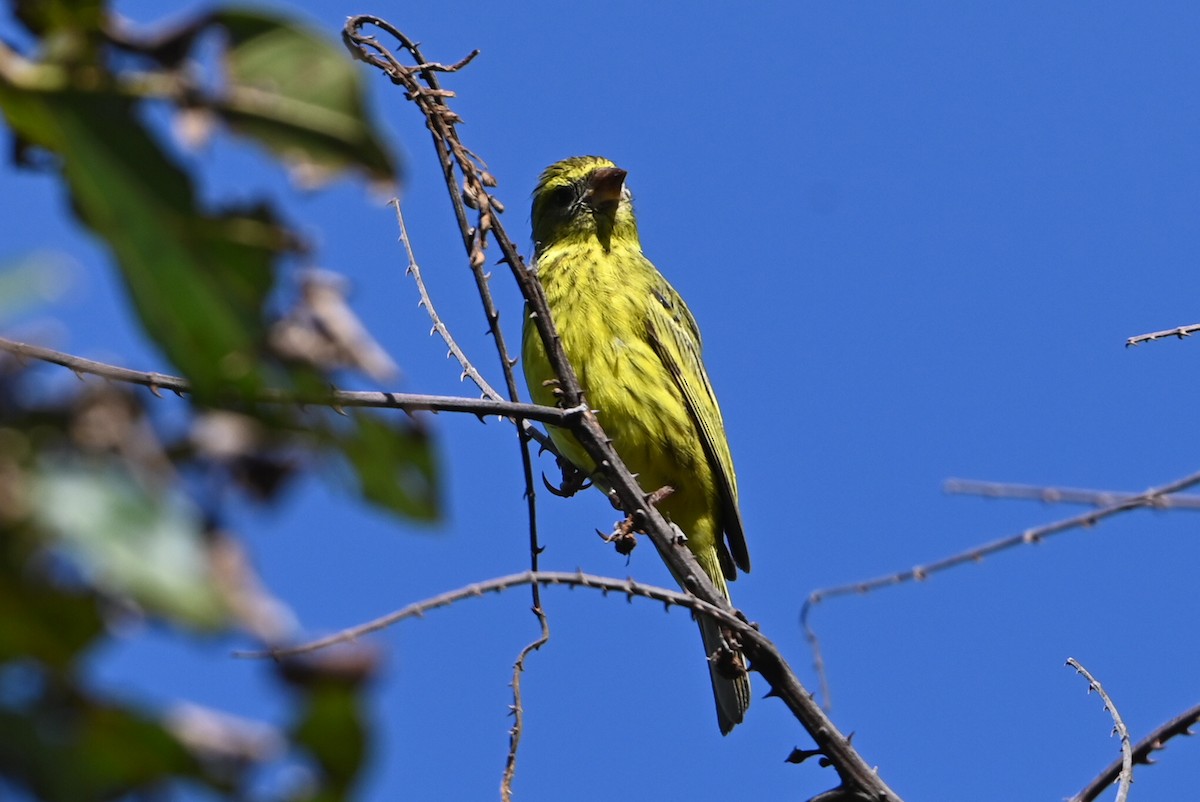 ヒガシムナフヒワ - ML644693316