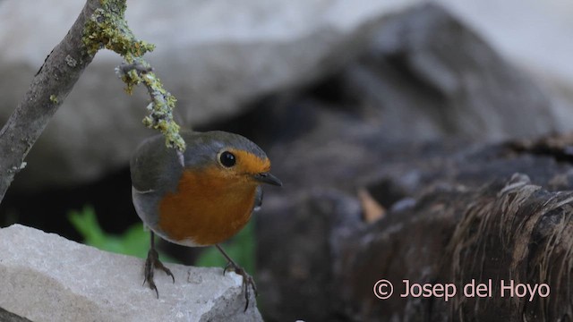 European Robin - ML644693318