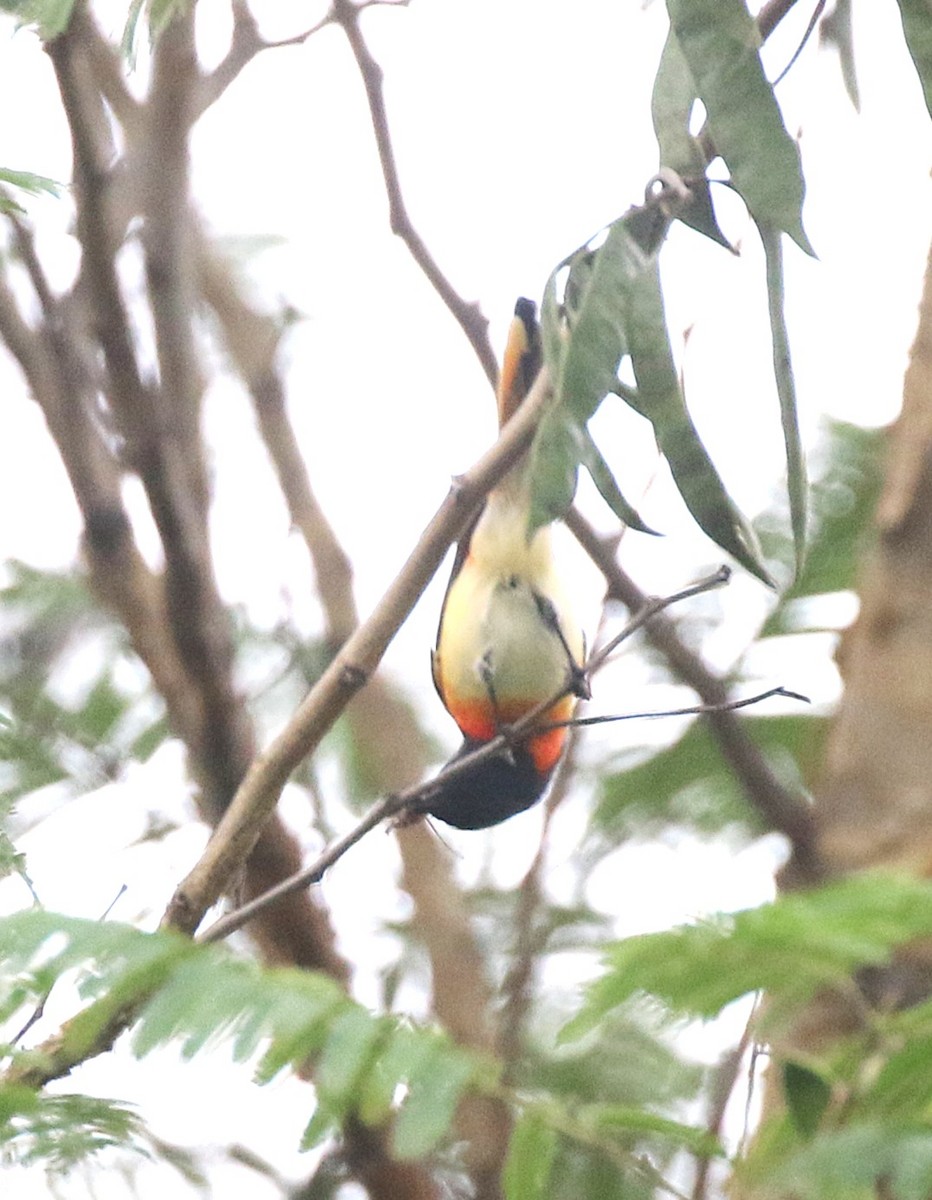 Zwergmennigvogel - ML644693319