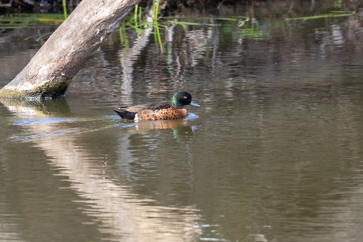 Kızıl Çamurcun - ML644693322