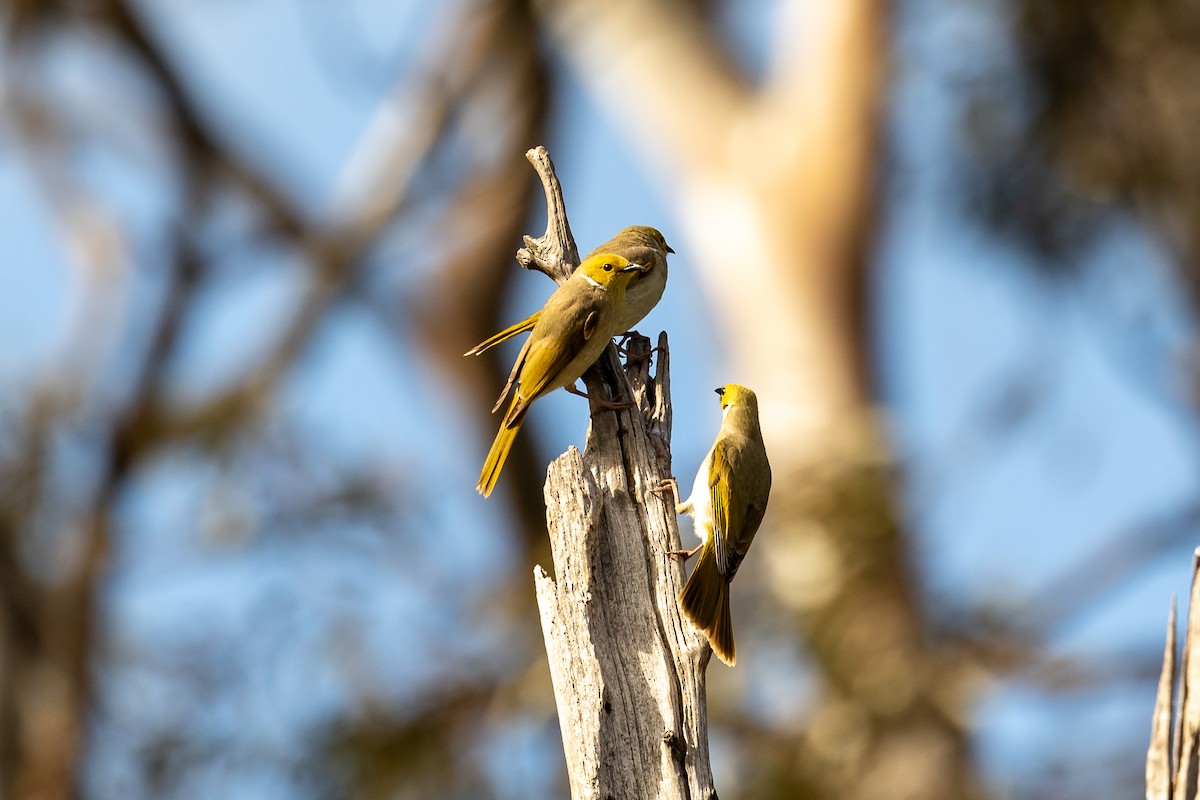 hvitsmykkehonningeter - ML644693329