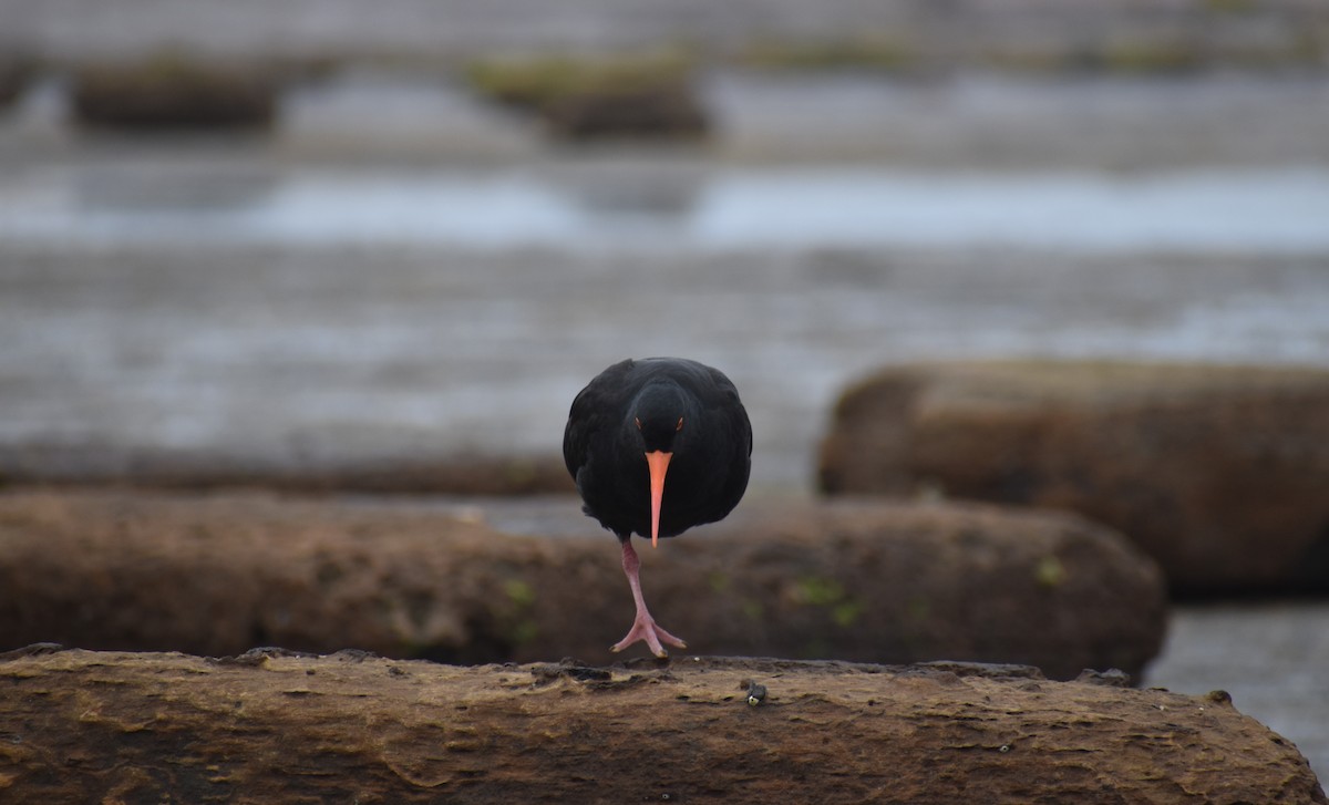 Sooty Oystercatcher - ML644693330