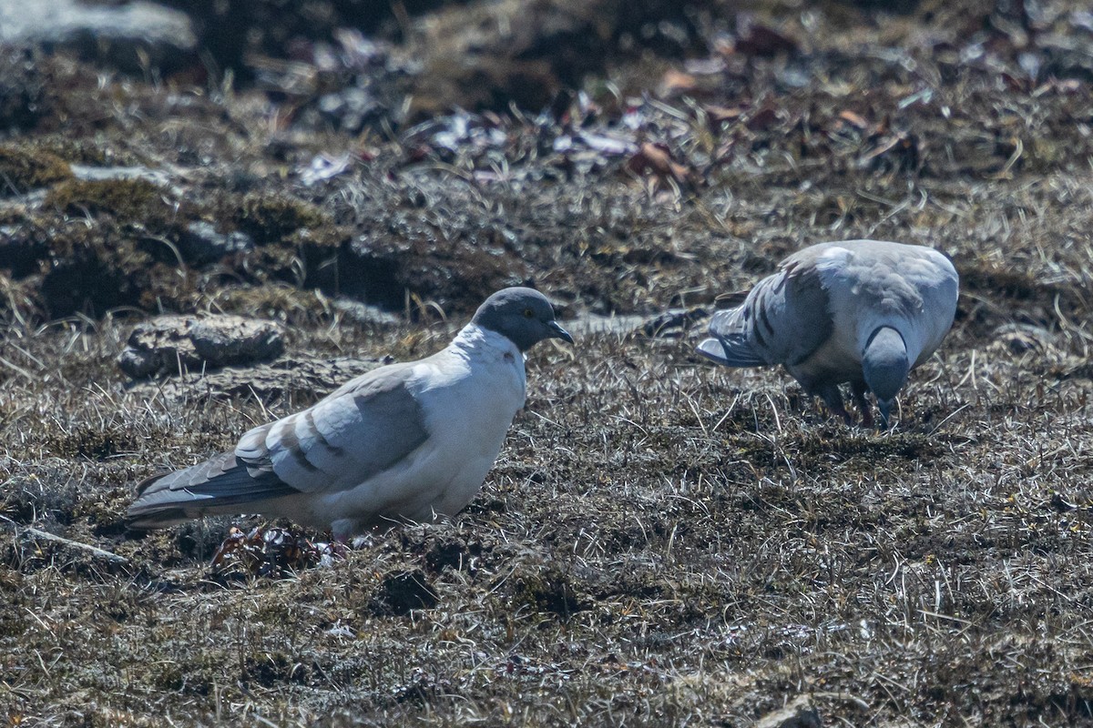 Snow Pigeon - ML644693336