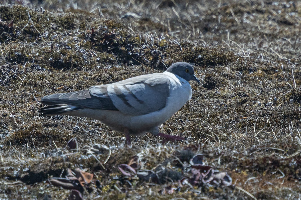 Snow Pigeon - ML644693339