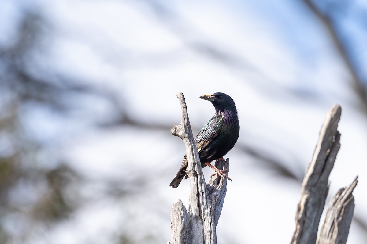 Шпак звичайний - ML644693340