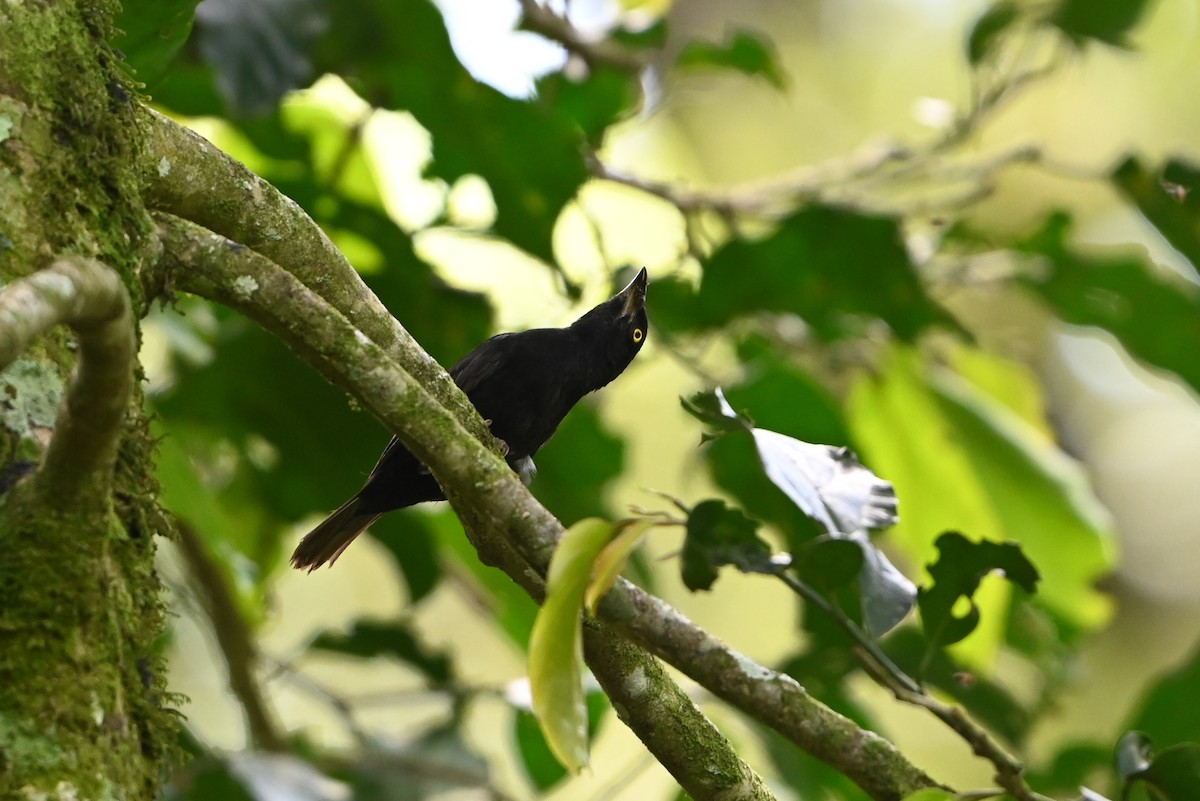 Vieillot's Black Weaver - ML644693343