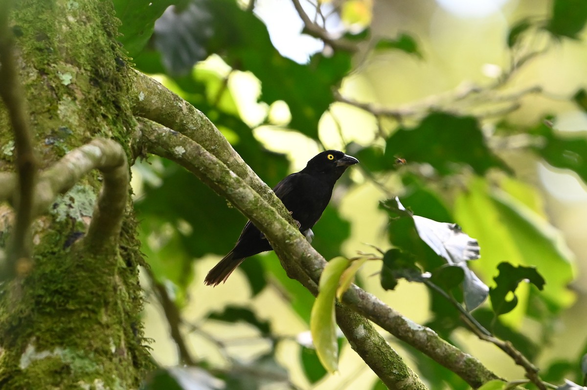 Vieillot's Black Weaver - ML644693344