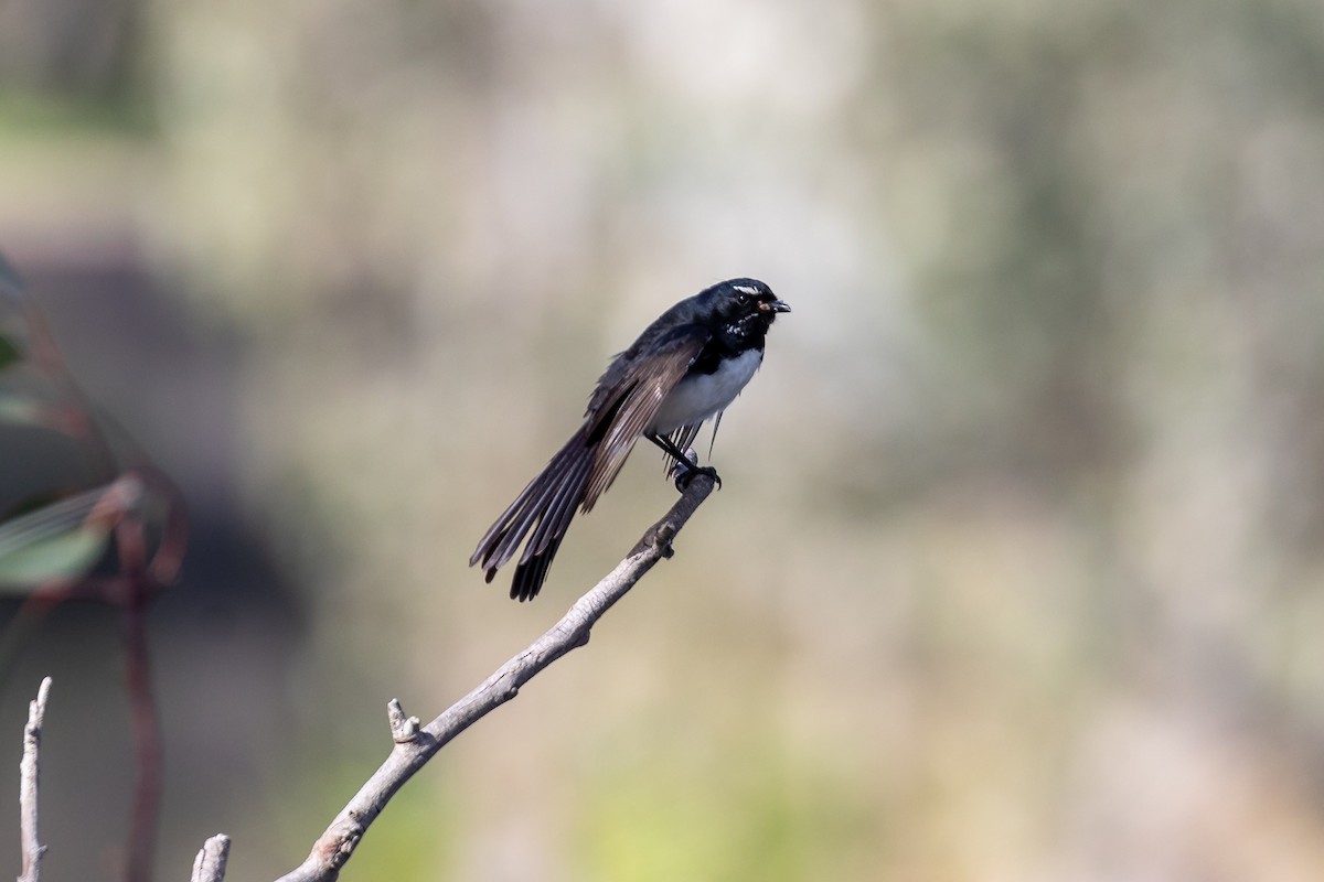 Чёрно-белая веерохвостка - ML644693356