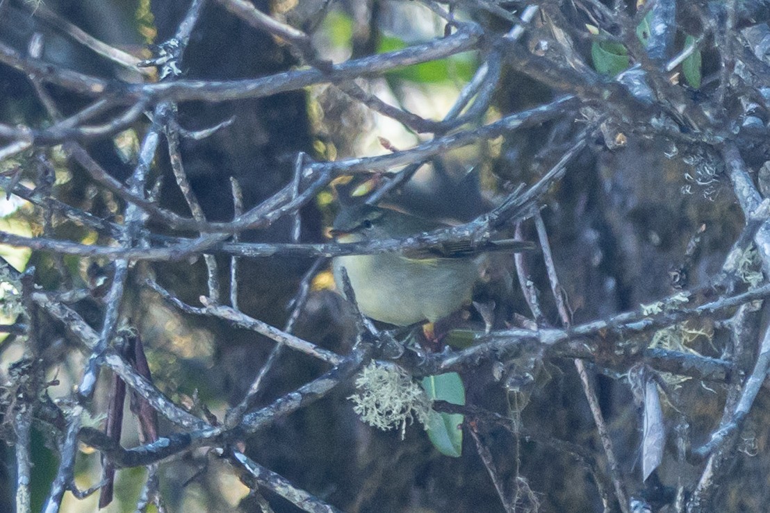 チャバネムシクイ - ML644693383