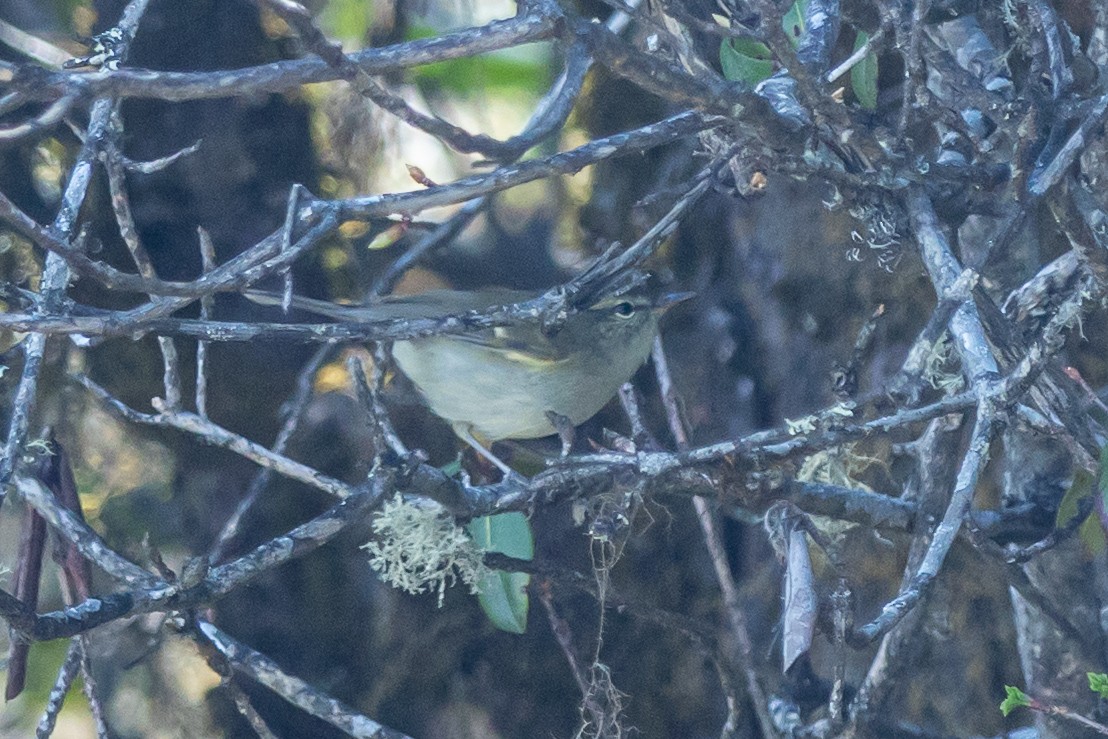 チャバネムシクイ - ML644693384