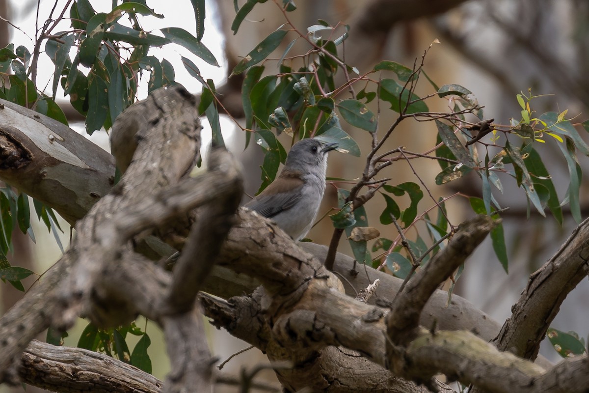Picanzo Gris - ML644693389