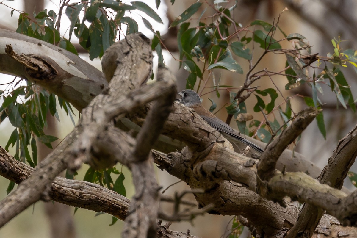 Picanzo Gris - ML644693390