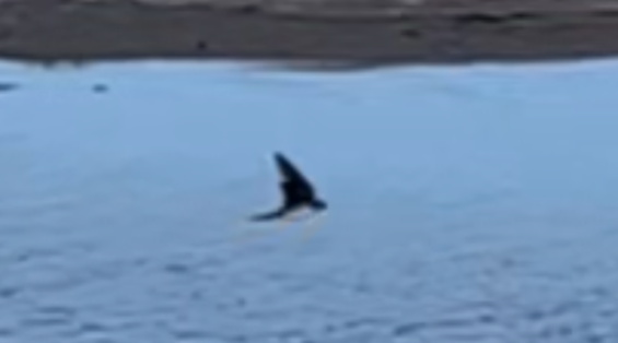 Barn Swallow - ML644693392