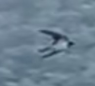 Barn Swallow - ML644693393