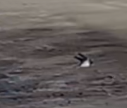 Barn Swallow - ML644693394