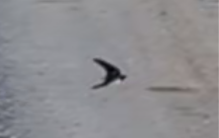 Barn Swallow - ML644693395