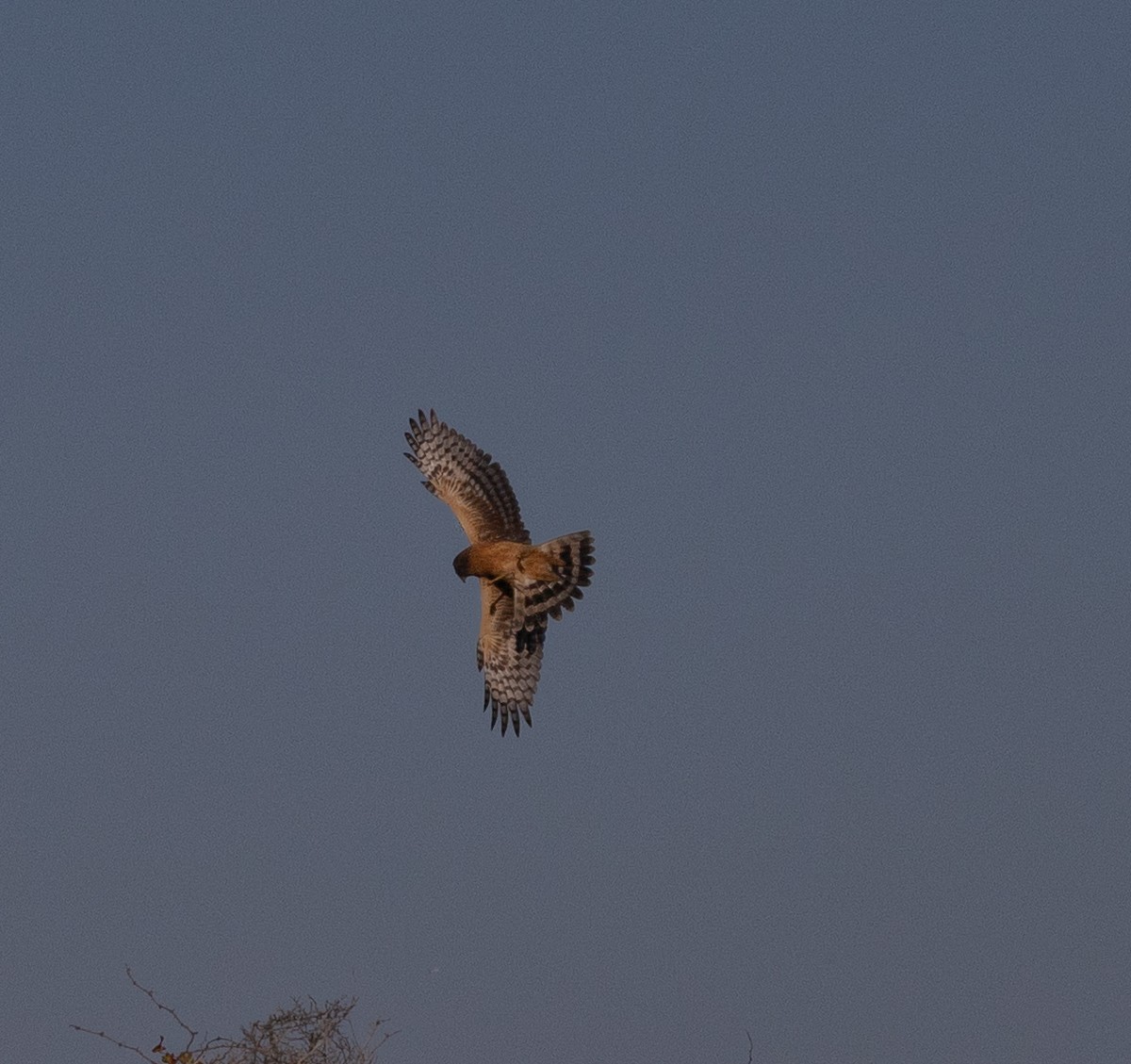 moták severoamerický - ML644693396