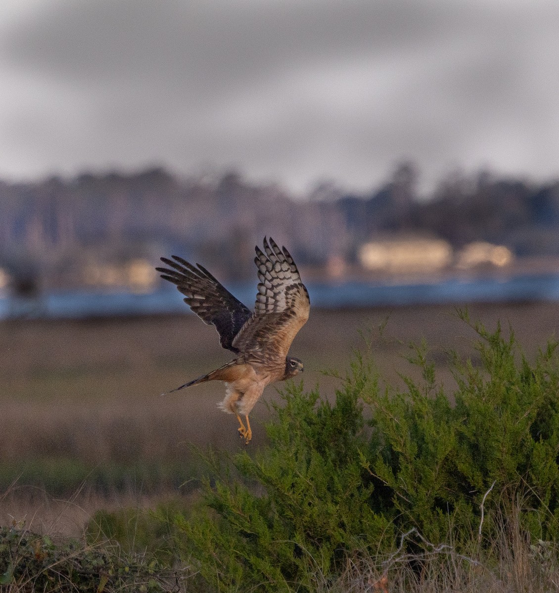 moták severoamerický - ML644693397