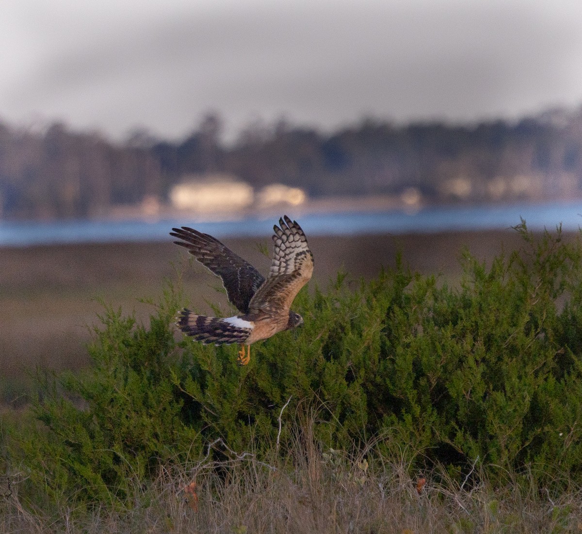 moták severoamerický - ML644693398