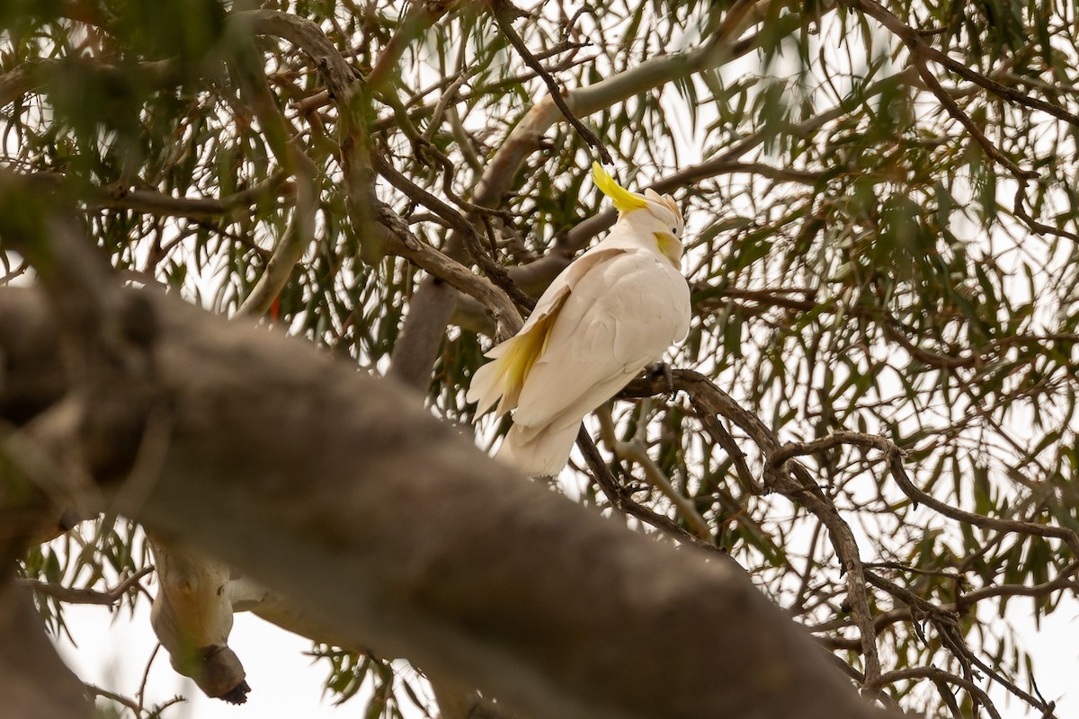 gultoppkakadu - ML644693400
