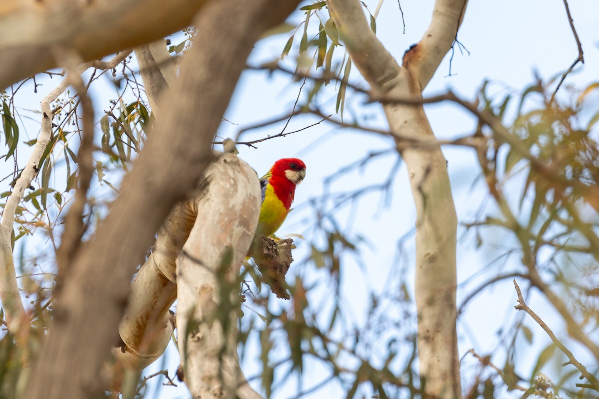 praktrosella - ML644693401