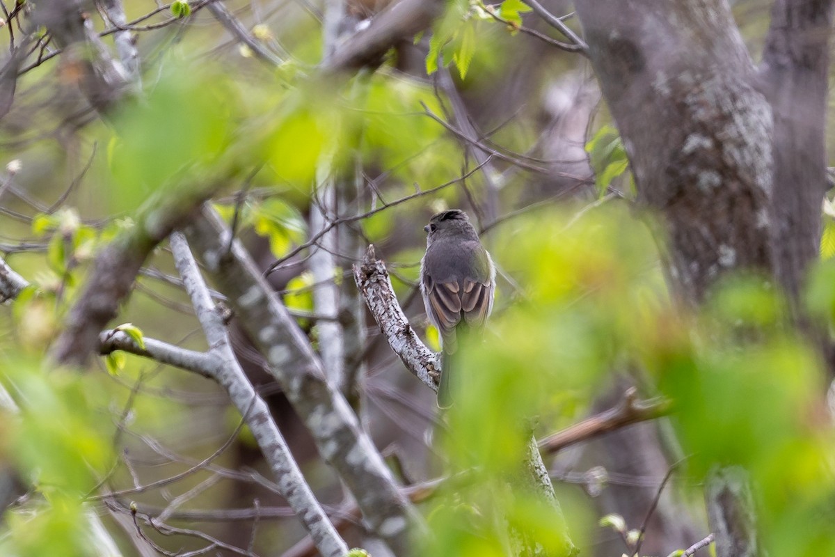 gullplystrer - ML644693403