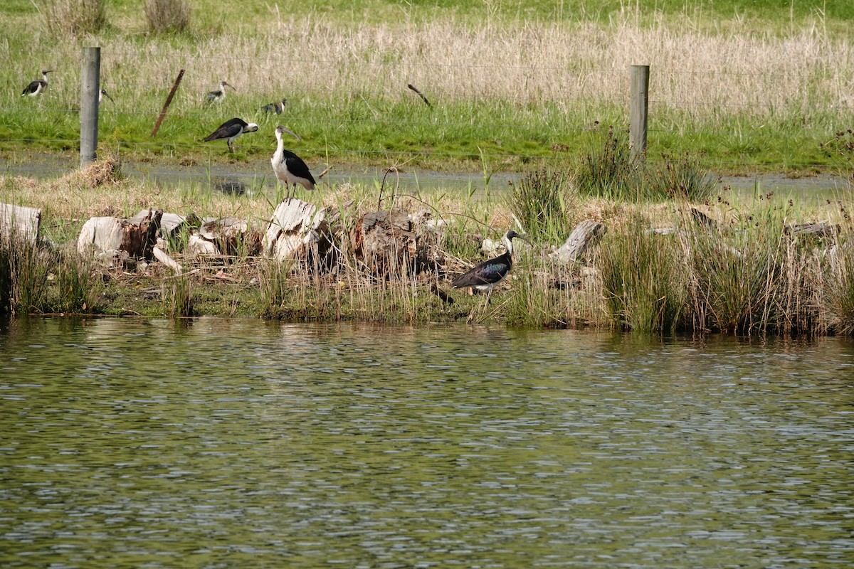 stråibis - ML644693406