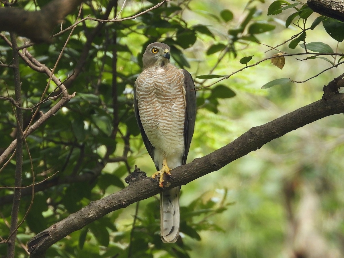 Shikra - ML644693407