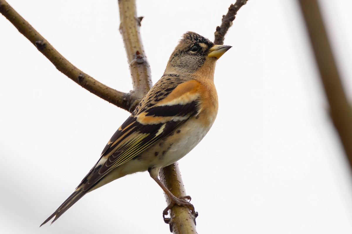 Алаг бужирга - ML644693408