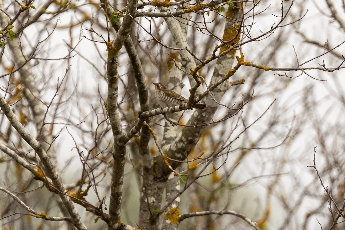 mulgagjøk - ML644693409