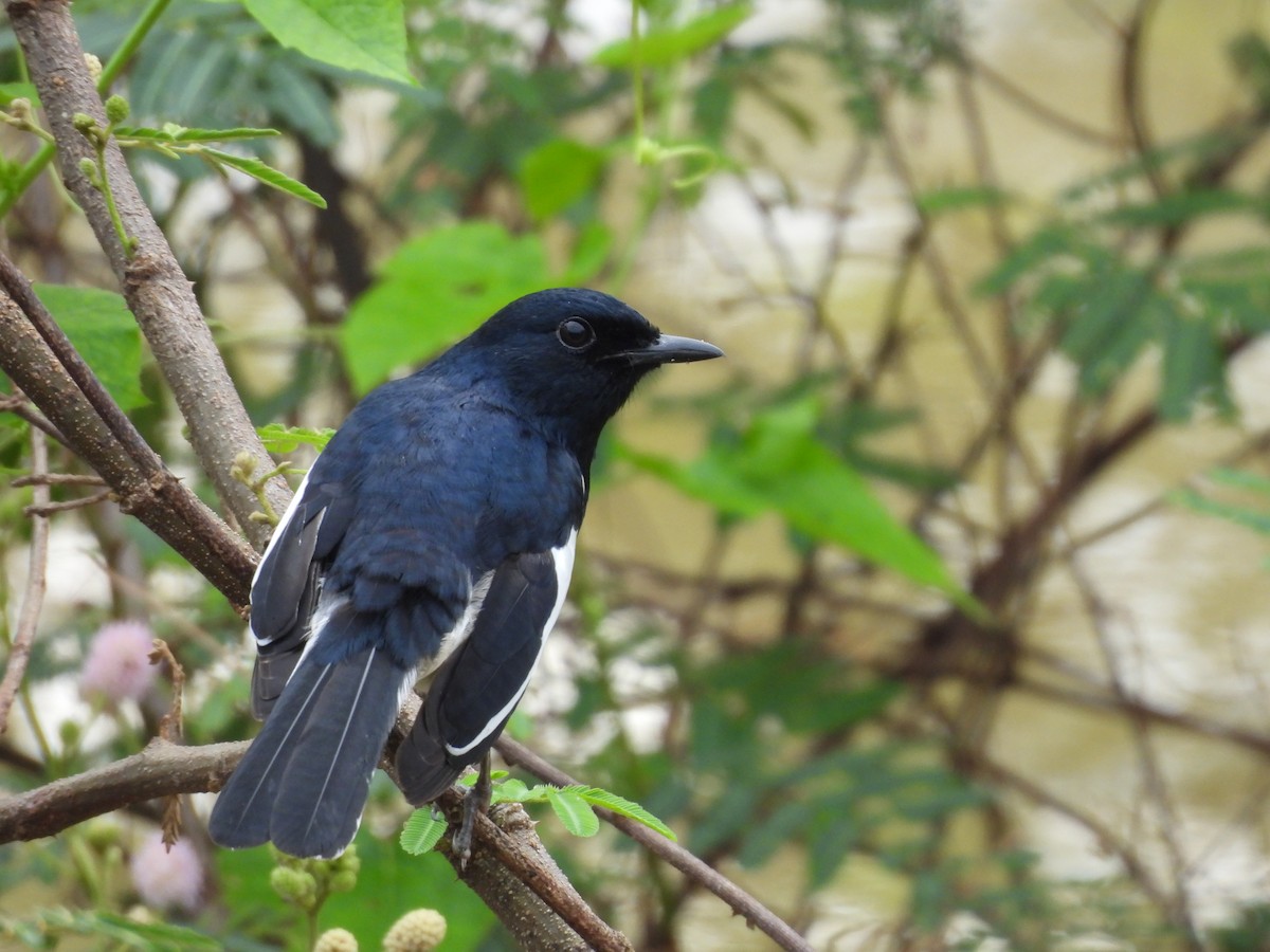 シキチョウ - ML644693411