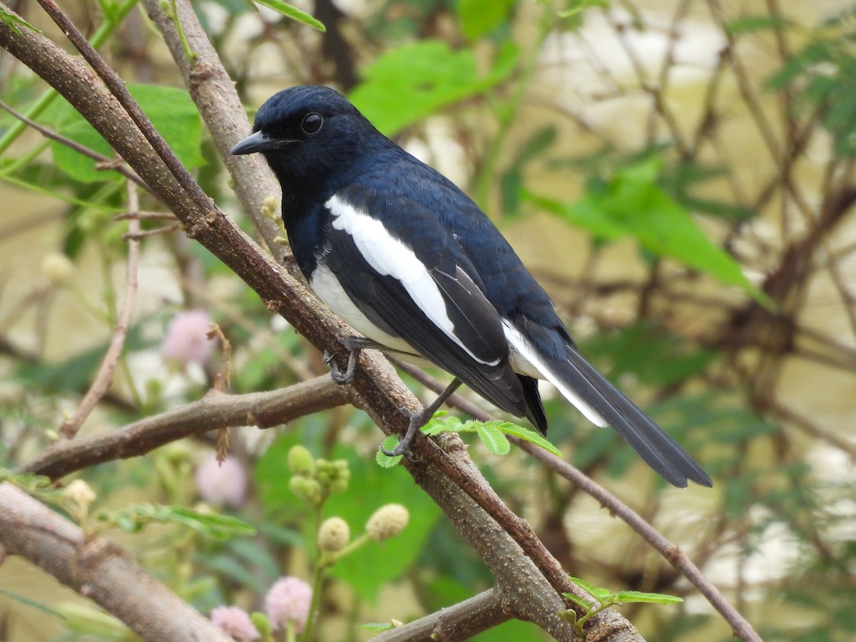 シキチョウ - ML644693414