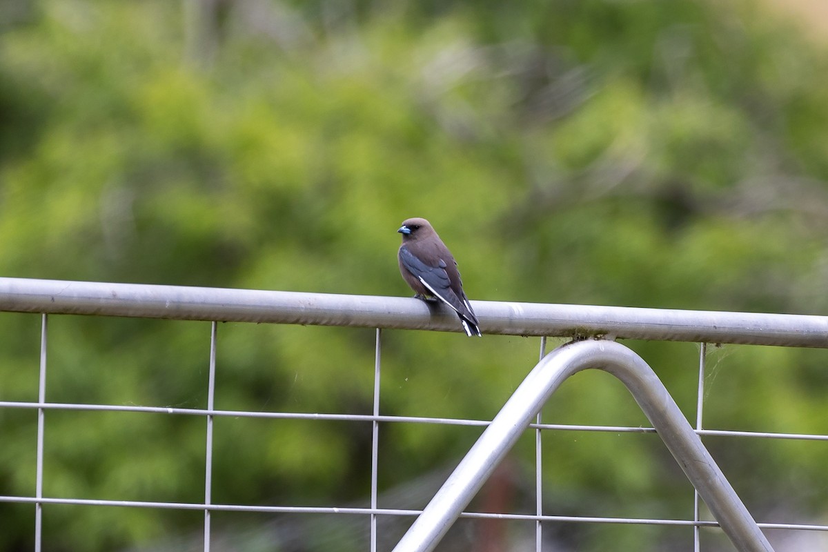 sotsvalestær - ML644693423