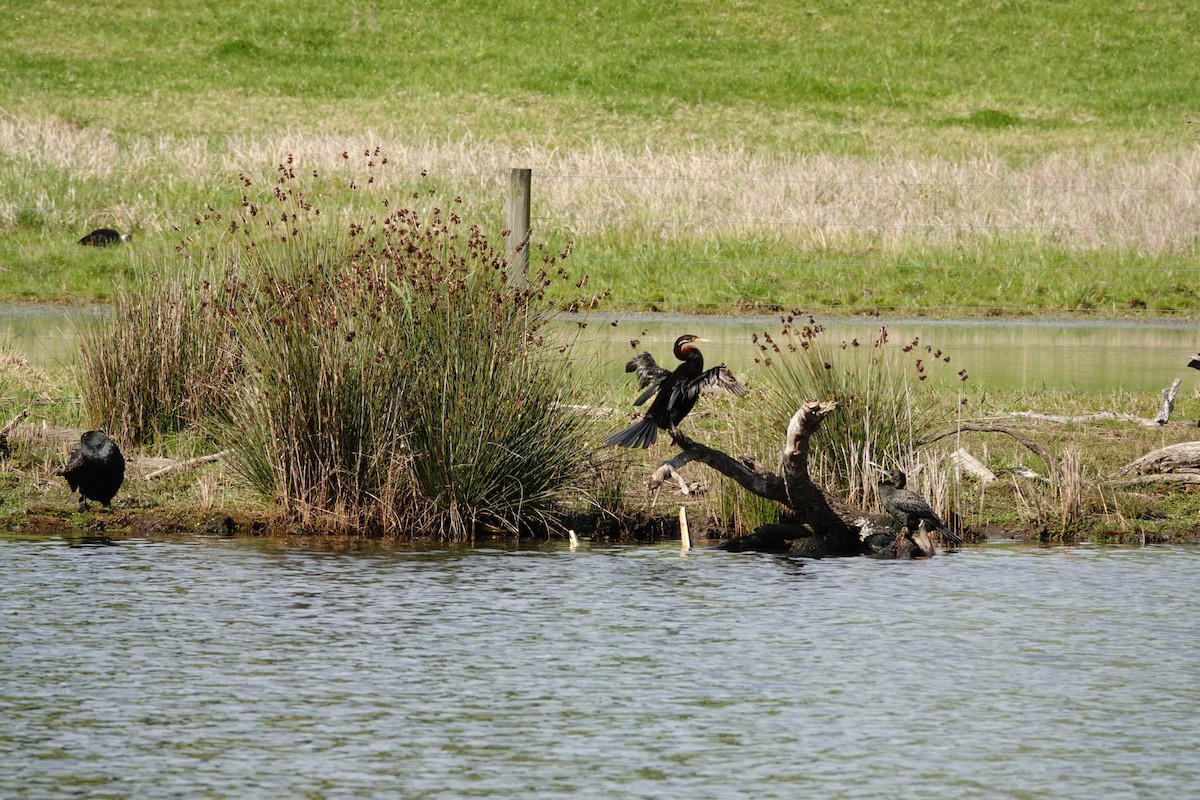 australslangehals - ML644693427